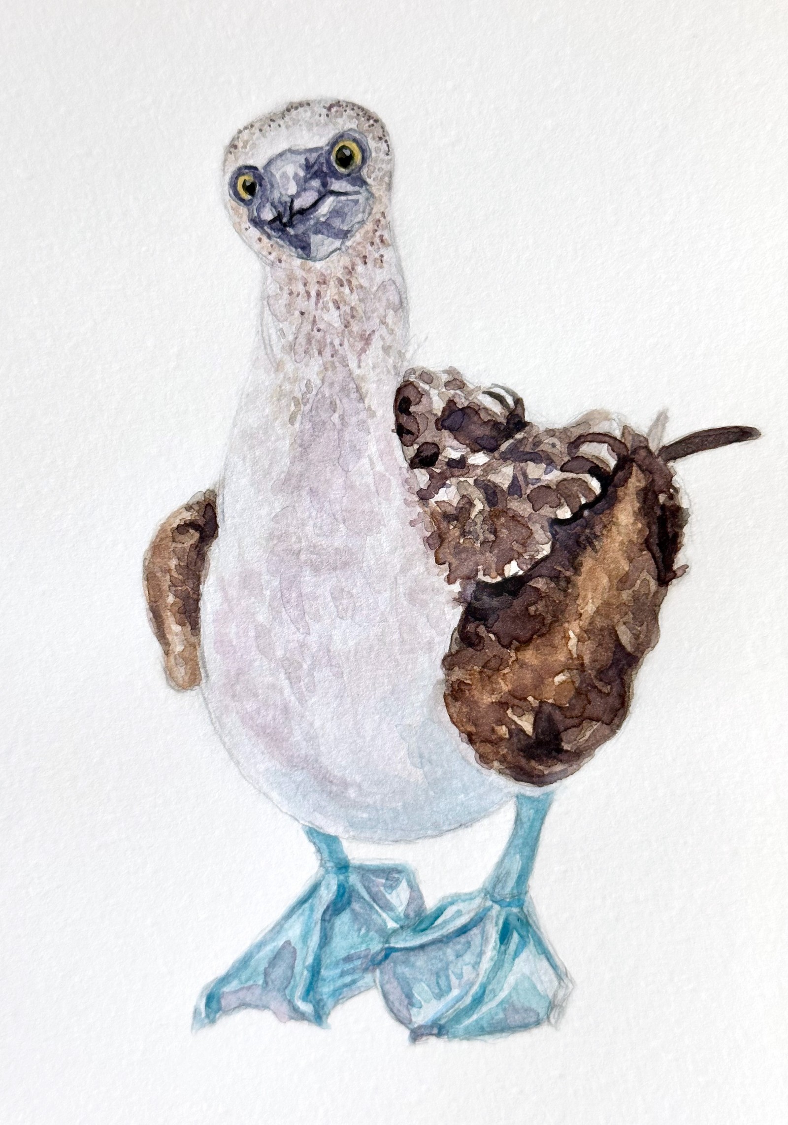 Blue-footed Booby | 5" x 8.25" | watercolor on paper