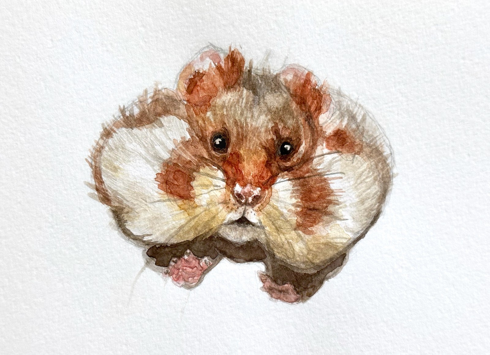 European Hamster | 8.25" x 5" | watercolor on paper