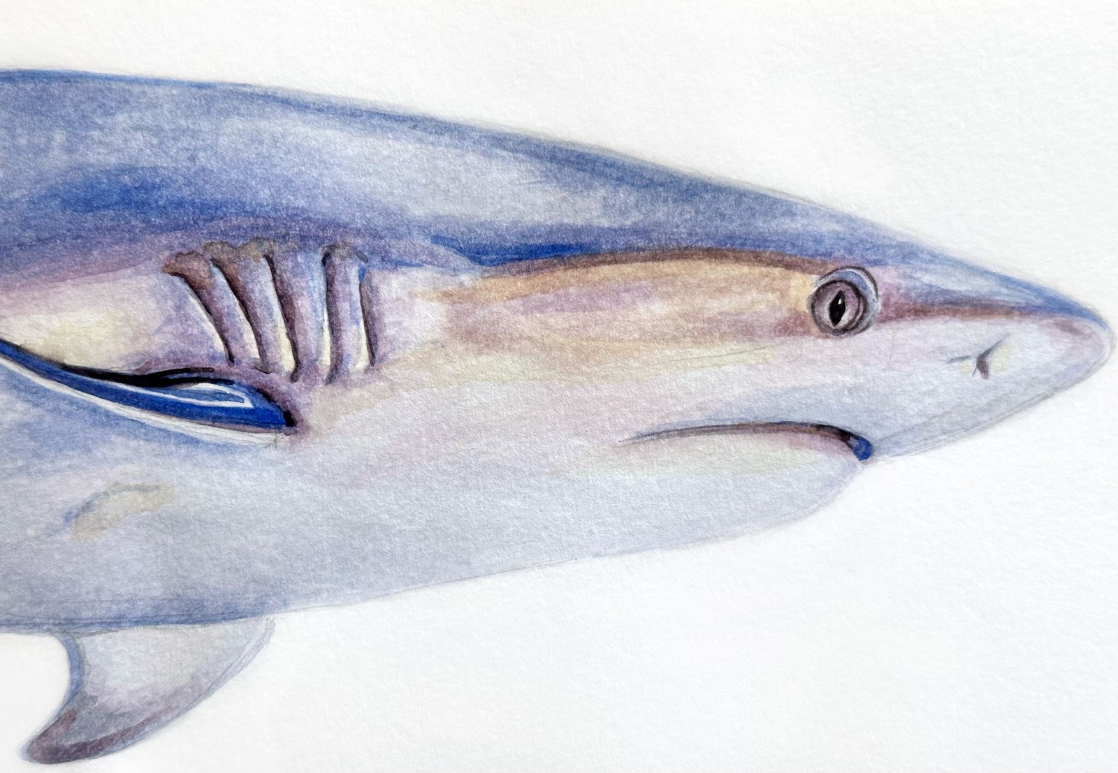 Grey Reef Shark | 8.25" x 5" | watercolor on paper