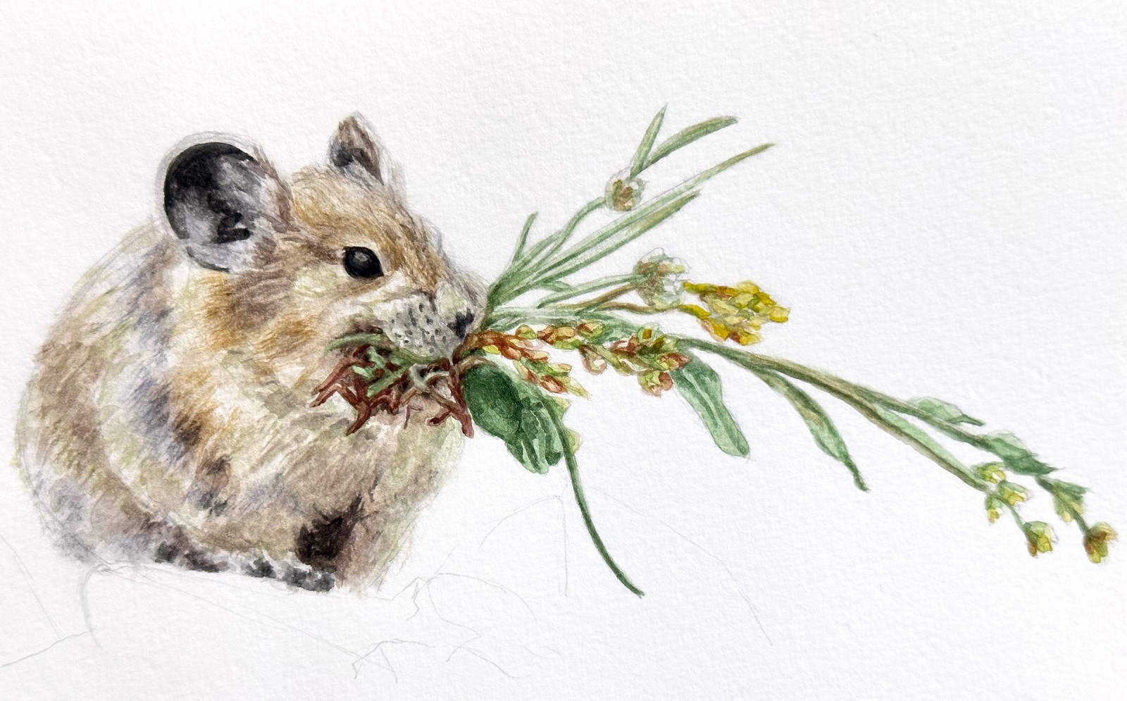 American Pika | 8.25" x 5" | watercolor on paper